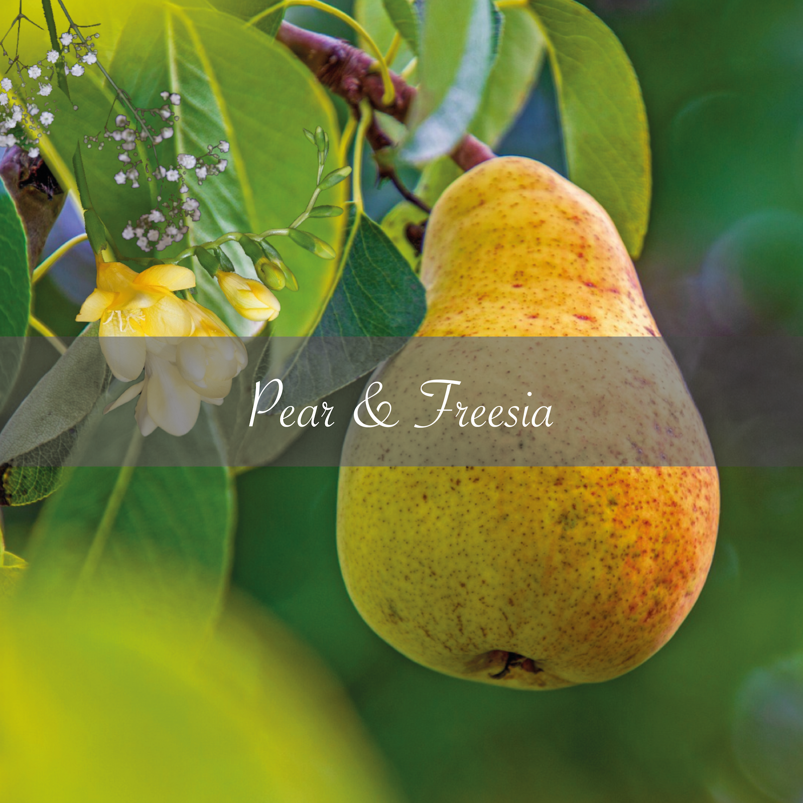PEAR & FREESIA